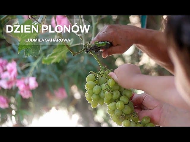 Dzień plonów / День Жатвы