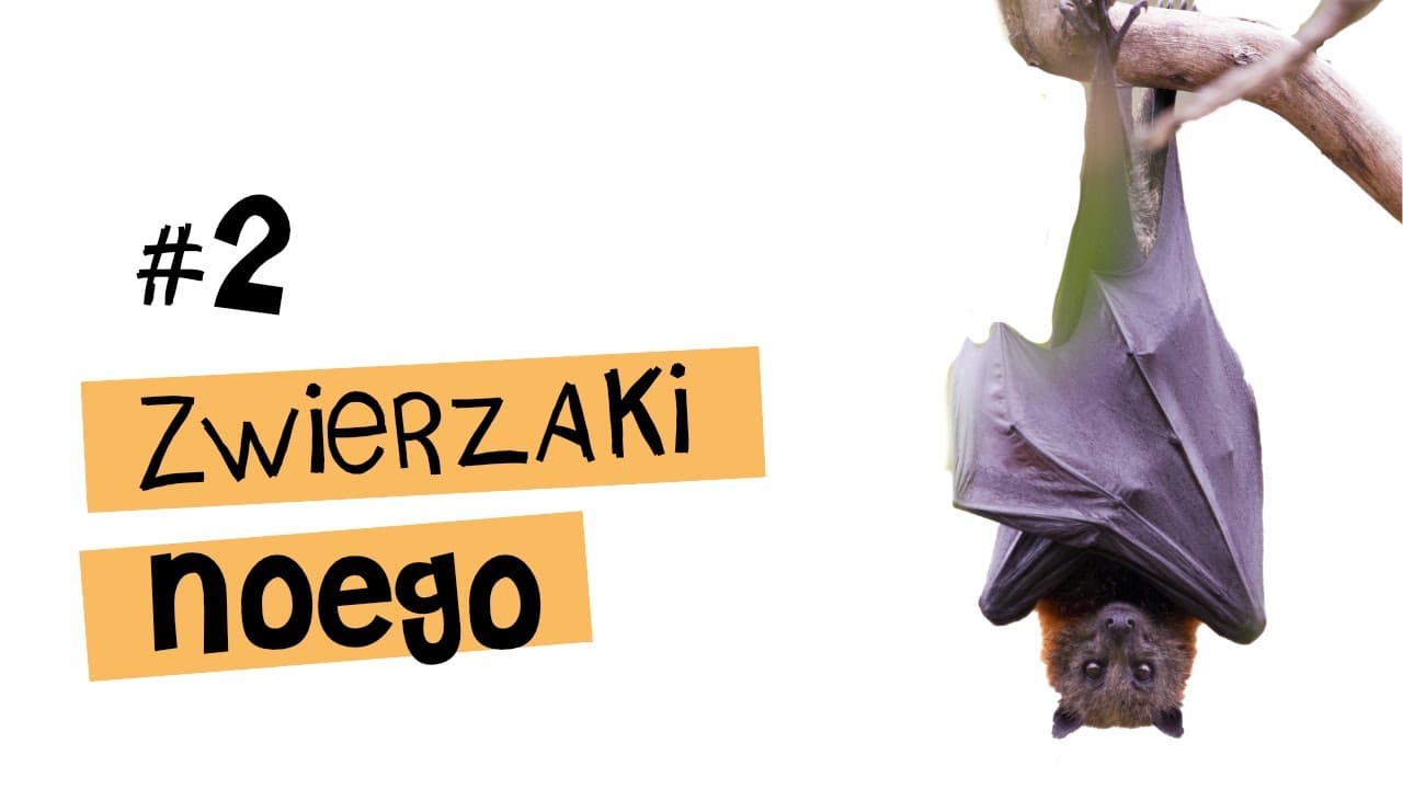 Ciekawostki o NIETOPERZu - Zwierzaki Noego #2