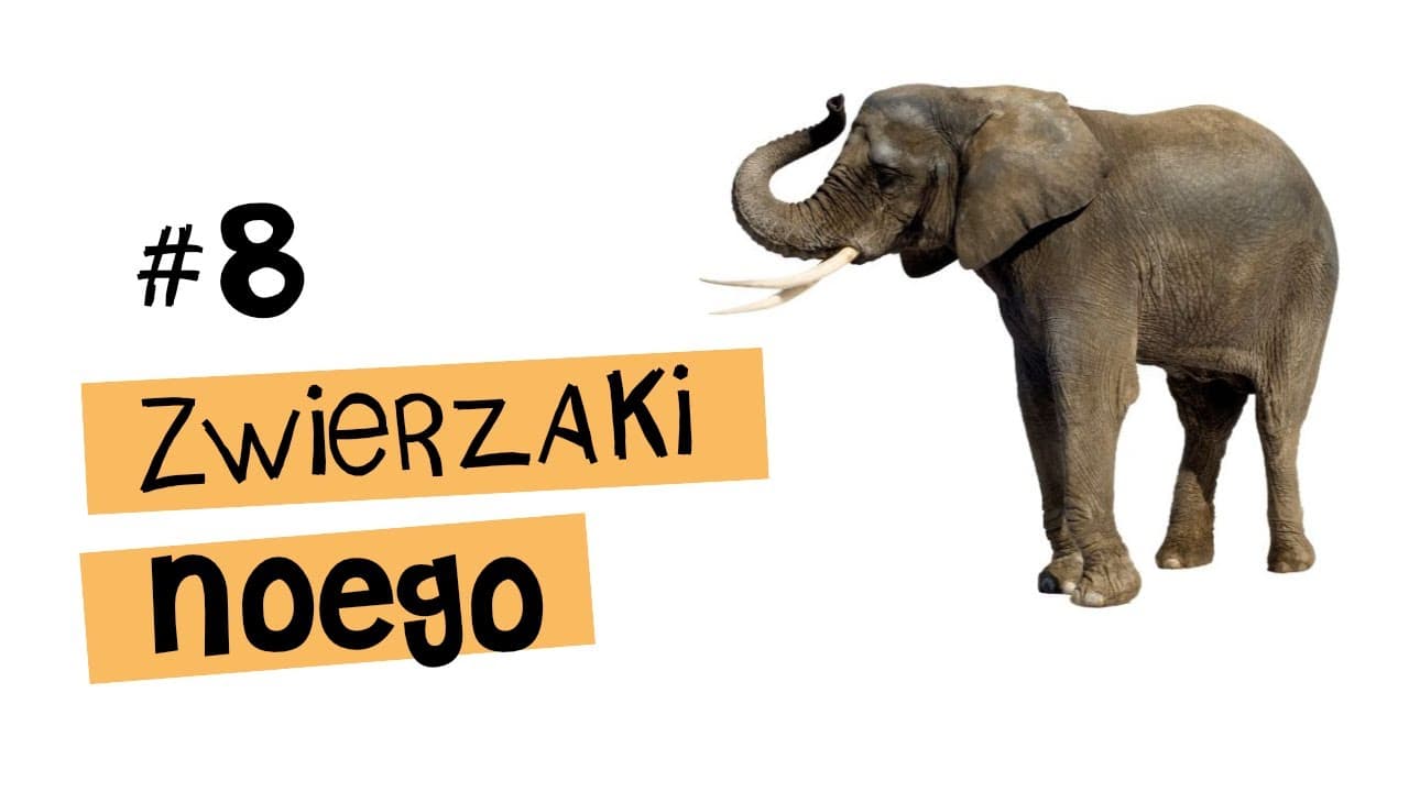 Zwierzaki Noego