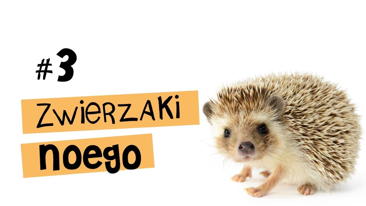 Top 7 ciekawostek o JEŻACH - Zwierzaki Noego #3