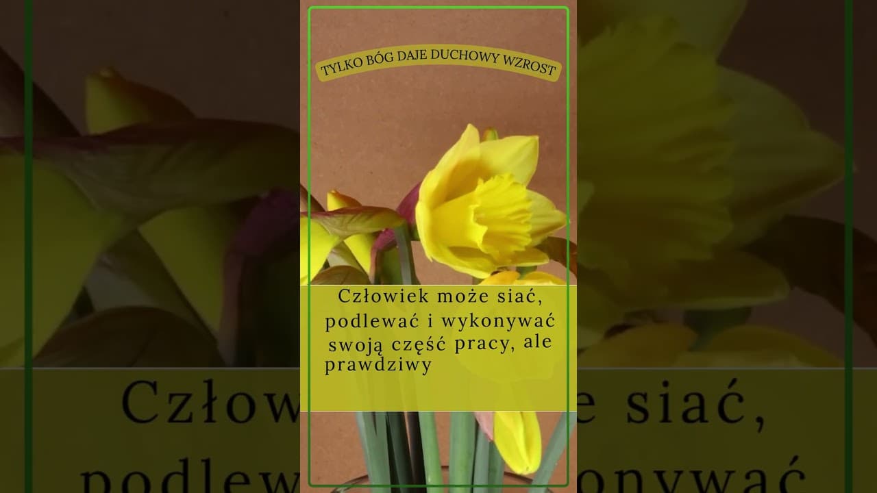 Tylko Bóg daje duchowy wzrost #jezus #biblia #bóg #słowobożenadziś #pobudkazesłowem