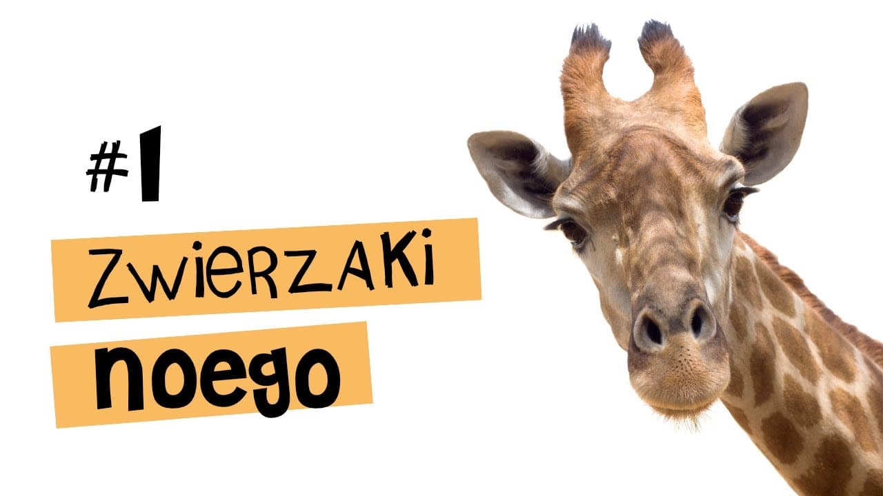 Ciekawostki o ŻYRAFIE - Zwierzaki Noego #1