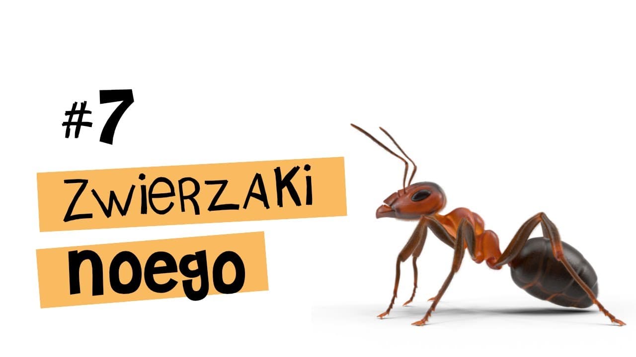 MRÓWKI - top 3 ciekawostki - Zwierzaki Noego #7
