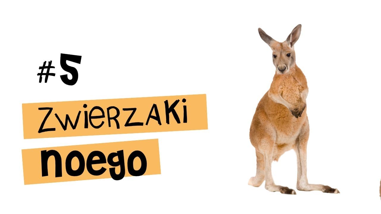 KANGUR - top 5 ciekawostek - Zwierzaki Noego #5