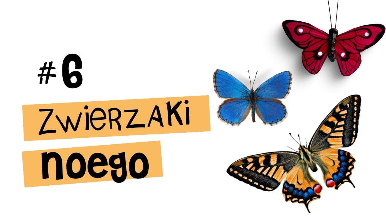 MOTYLE - top 5 ciekawostek - Zwierzaki Noego #6