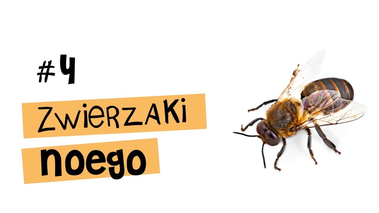 Pszczoły - top 5 ciekawostek - Zwierzaki Noego #4
