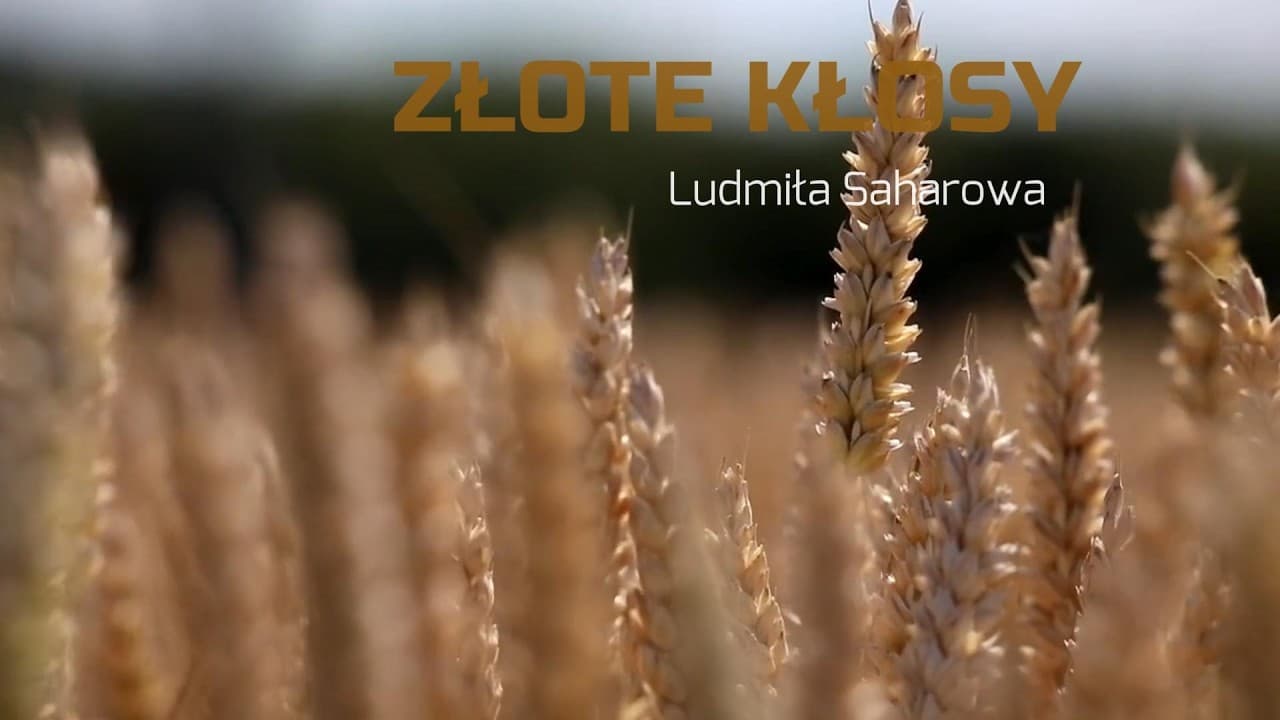 Złote kłosy 🎵