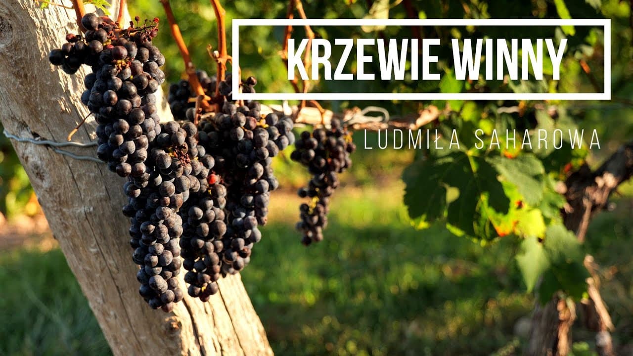 Krzewie winny / Лоза Моя 🎵